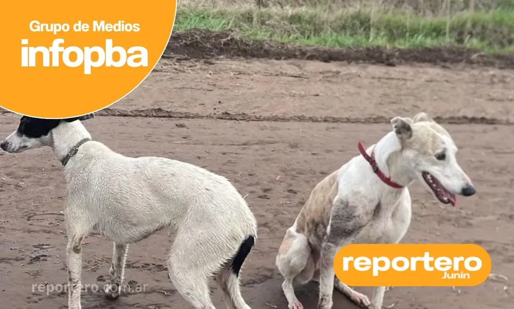 IMG GERMAN REPORTERO(327)